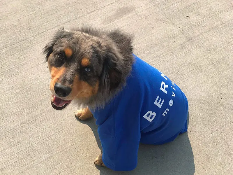 a dog at Bernd Moving and Storage